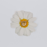 White flower with a yellow center on a white background