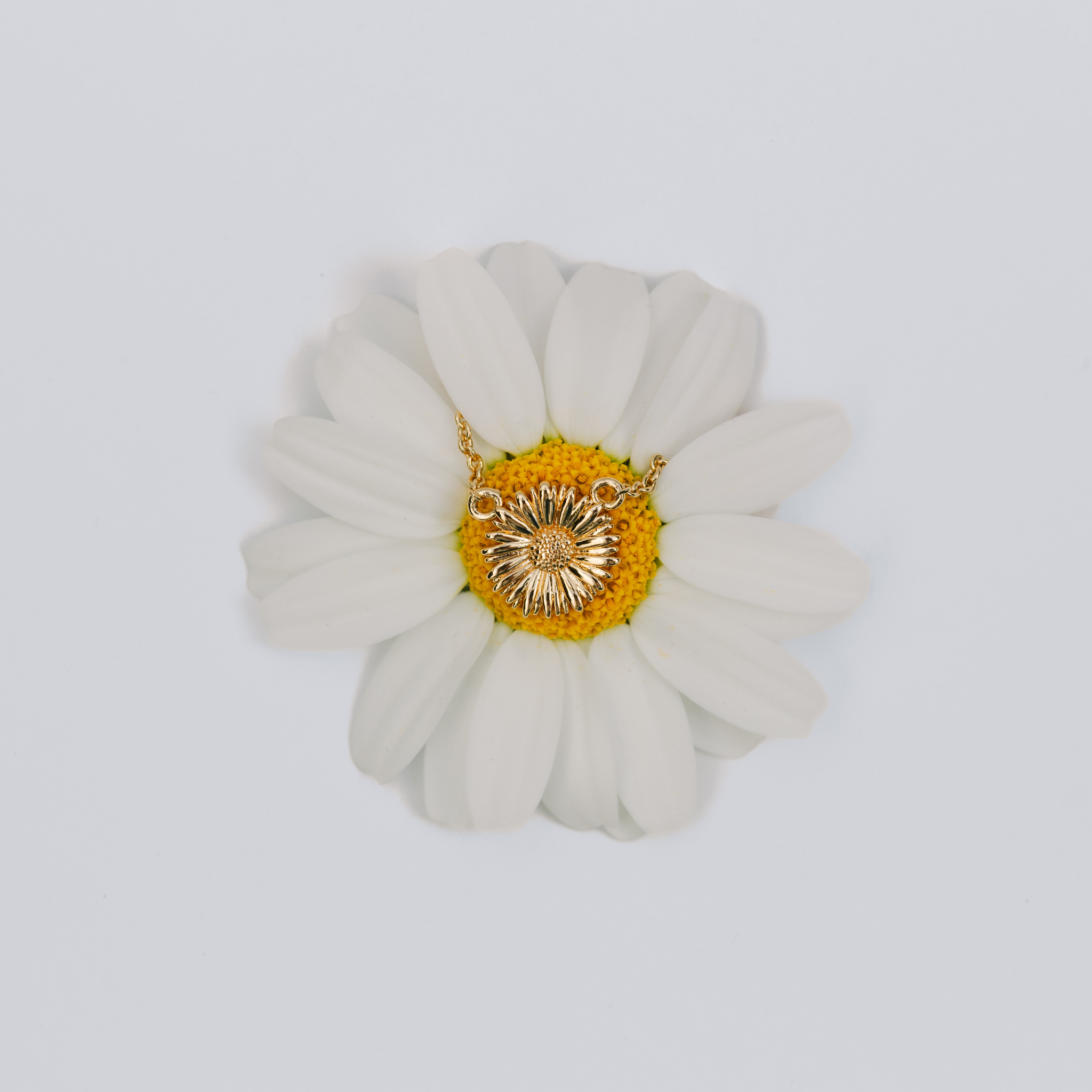 White flower with a yellow center on a white background