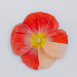 Floral arrangement with a necklace on a light gray background